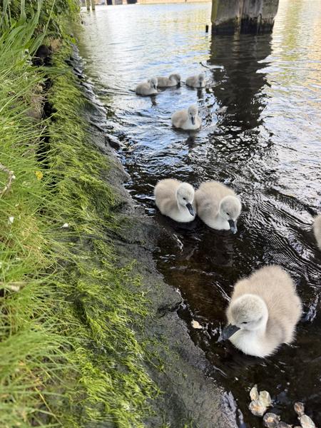 A group of fluffy cygnets are seen swimming and resting along the mossy bank of a canal in Anne Frankstraat, Plantage, Amsterdam